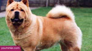 Top 10 Most Dangerous Dog attack Breeds youm misr See you don’t see (27)