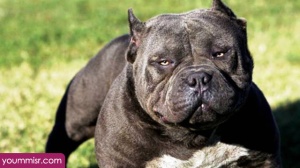 Top 10 Most Dangerous Dog attack Breeds youm misr See you don’t see (30)