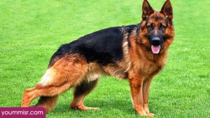 Top 10 Most Dangerous Dog attack Breeds youm misr See you don’t see (35)