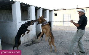 Top 10 Most Dangerous Dog attack Breeds youm misr See you don’t see (38)