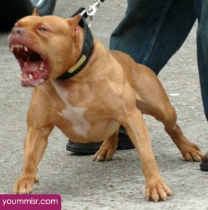 Top 10 Most Dangerous Dog attack Breeds youm misr See you don’t see (39)