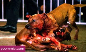 Top 10 Most Dangerous Dog attack Breeds youm misr See you don’t see (45)