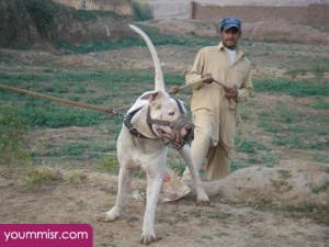 Top 10 Most Dangerous Dog attack Breeds youm misr See you don’t see (49)