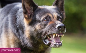 Top 10 Most Dangerous Dog attack Breeds youm misr See you don’t see (50)