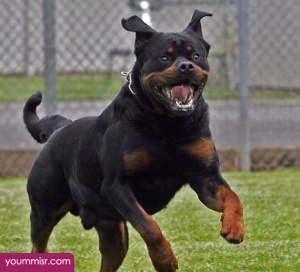 Top 10 Most Dangerous Dog attack Breeds youm misr See you don’t see (54)
