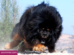 Top 10 Most Dangerous Dog attack Breeds youm misr See you don’t see (55)