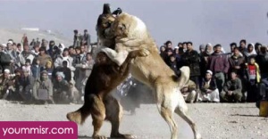 Top 10 Most Dangerous Dog attack Breeds youm misr See you don’t see (58)