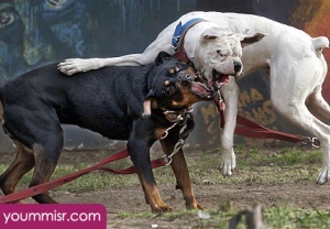 Top 10 Most Dangerous Dog attack Breeds youm misr See you don’t see (59)