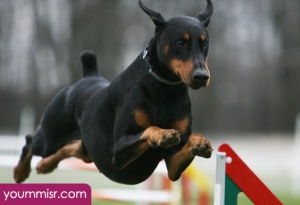 Top 10 Most Dangerous Dog attack Breeds youm misr See you don’t see (6)