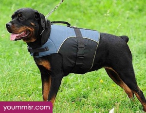 Top 10 Most Dangerous Dog attack Breeds youm misr See you don’t see (62)