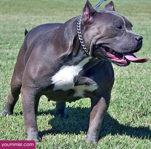 Top 10 Most Dangerous Dog attack Breeds youm misr See you don’t see (65)
