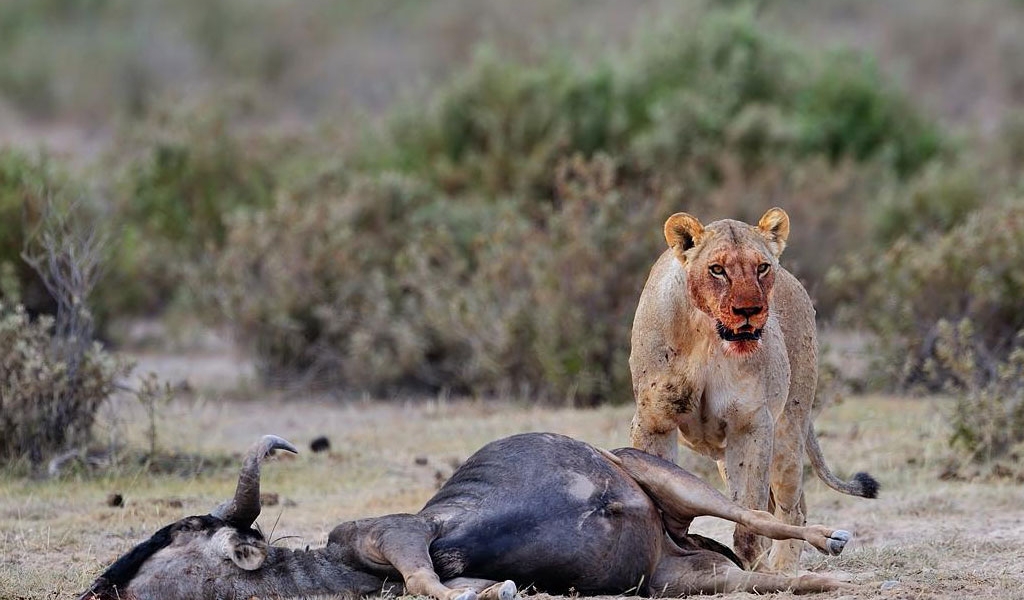 Включи дикий. Львица охотится. Охота в Африке на диких зверей. Охота Львов в дикой природе.